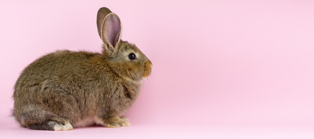 Brown cute fluffy rabbit sitting on a colored background