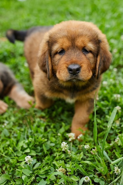 Brown cute happy puppy Newfoundland, Adorable smile dog in the summer park on green grass outdoor.