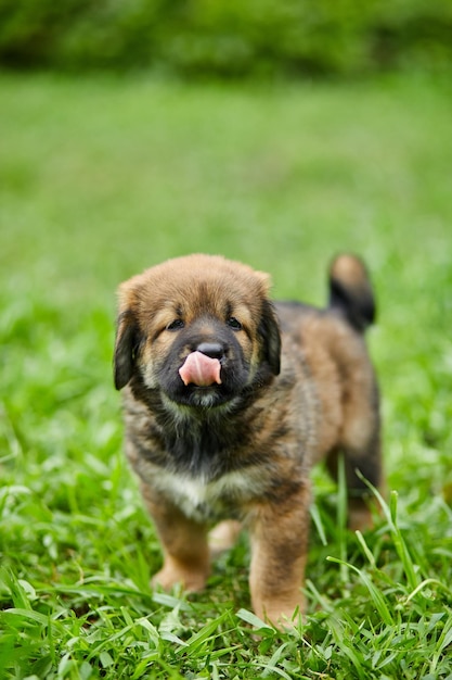 Brown cute happy puppy Newfoundland Adorable smile dog