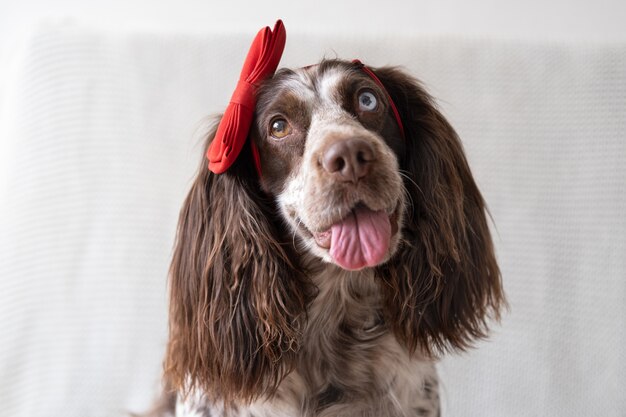 Brown cute Russian spaniel dog lying on couch in red bow on head