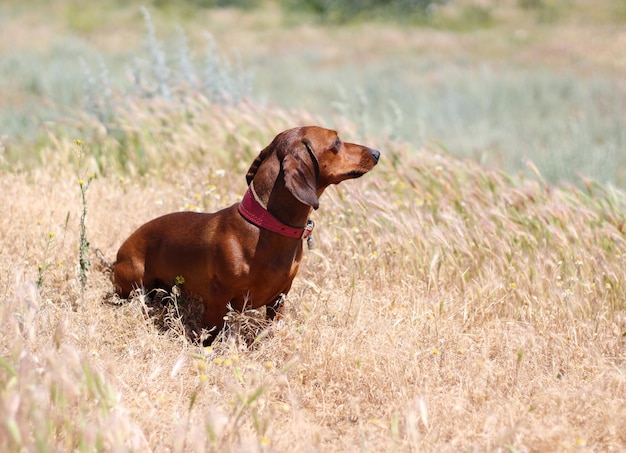 Brown dachshund in dry grass