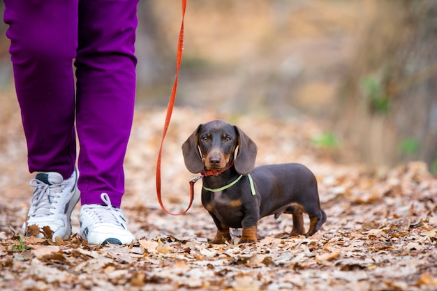 Brown dachshund puppy walking park with owner