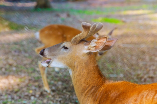 Photo brown deer eating