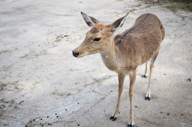 Photo brown deer in farm