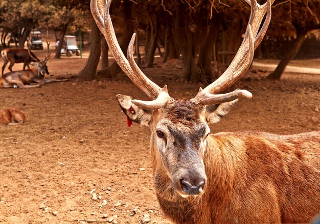 Brown deer with large branchy horns in the park