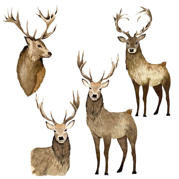 茶色の鹿のコレクション。水彩イラストです。白い背景で隔離されました。