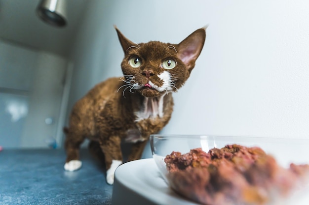 Brown Devon Rex cat eating pet food out of bowl