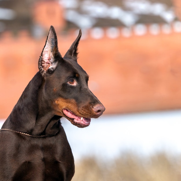 Brown Doberman dog portrait