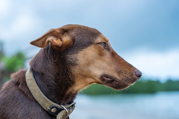 ザンジバル、タンザニア、東アフリカの島の海の近くのビーチで茶色の犬、クローズアップ