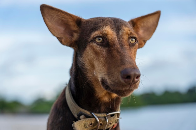 Brown dog on the beach near sea on the island of Zanzibar, Tanzania, east Africa, close up