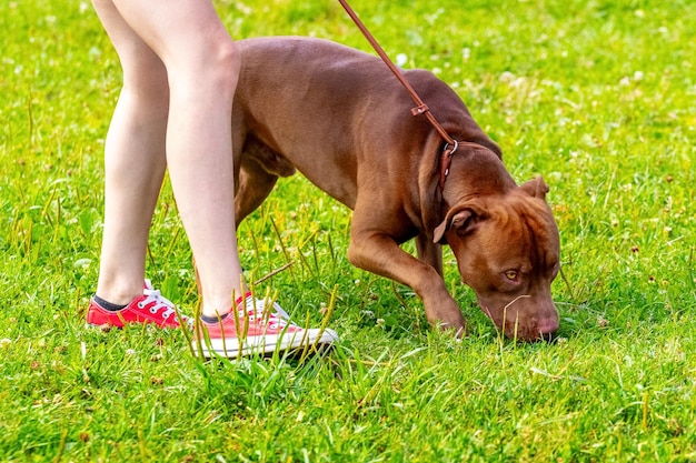 Foto cane marrone di razza pitbull terrier americano al guinzaglio vicino alla sua padrona
