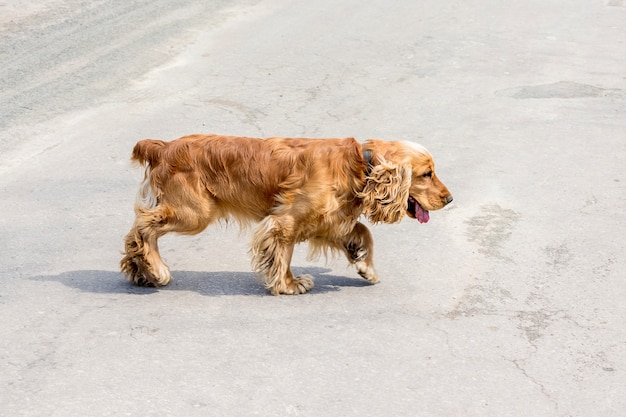 Brown dog breed cocker spaniel runs by the road 