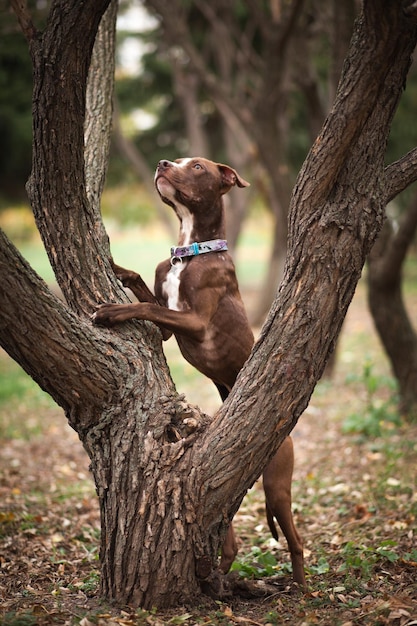 The brown dog of breed a pit bull terrier