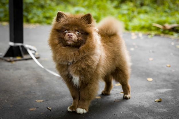 茶色の犬種スピッツ、子犬