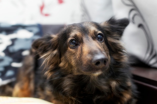 茶色の犬のクローズアップ