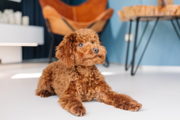 A brown dog is lying on the floor in front of a chair.