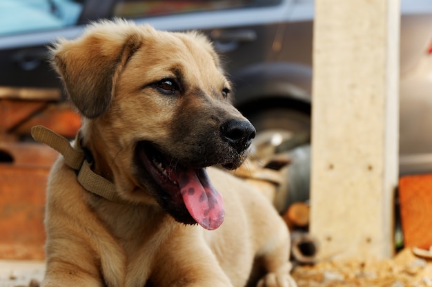 茶色の犬がしゃがんでいる