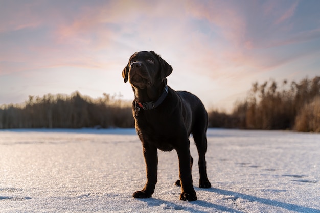 Brown dog labrador in icy conditions