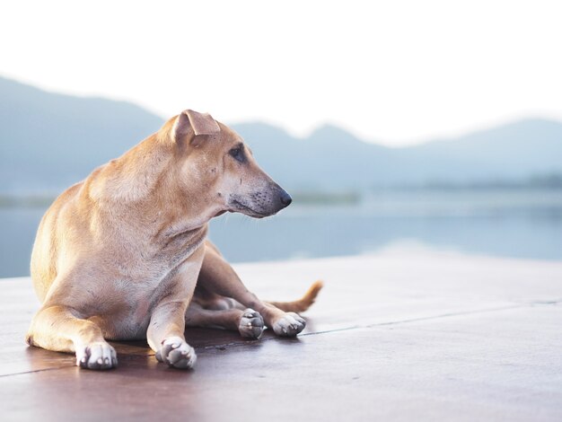  brown dog laying down on brown floor 