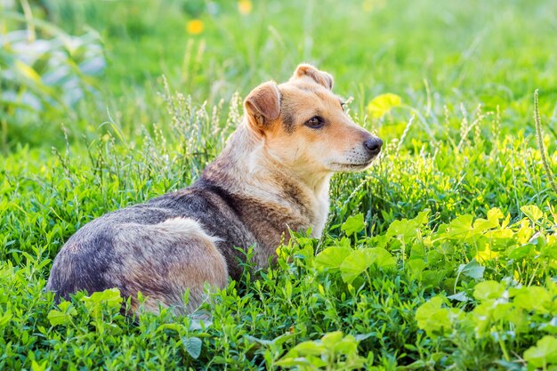 The brown dog lays on the grass and resting after a walk