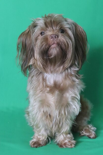 Brown dog lies against a green background