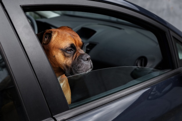 A brown dog locked in the car looks out the window. danger