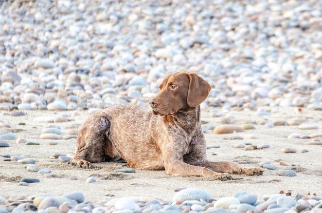 浜辺に横たわっている茶色の犬