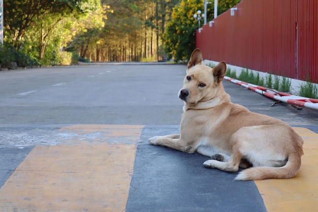 コンクリートの床に横たわってカメラを見ている茶色の犬 選択と集中 動物の概念