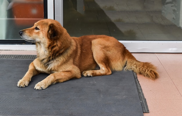 Brown dog lying on the doormat.