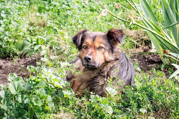 庭の芝生の上に横たわっている茶色の犬。犬は財産を守る