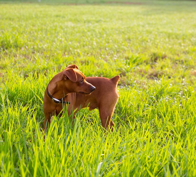 緑の牧草地に茶色の犬ミニピンシャー