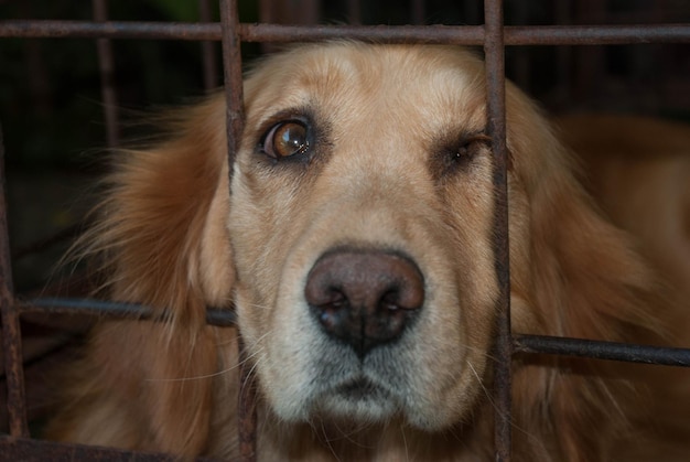 brown dog peeking through fence
