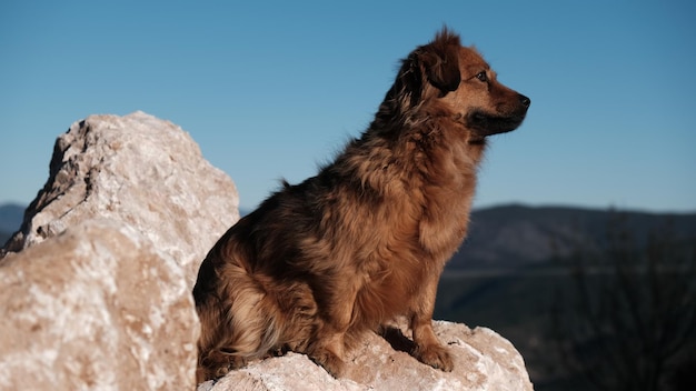 メランコリックなタッチで無限を見て、岩の上に腰掛けた茶色の犬