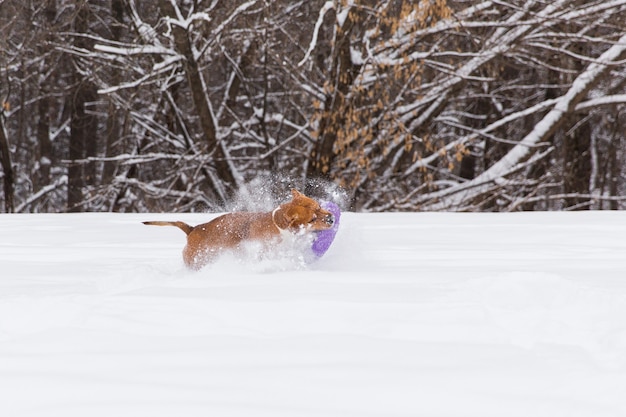 茶色の犬が森の中の雪の中で丸いおもちゃで遊んで。スタフォードシャーテリア。走っている犬