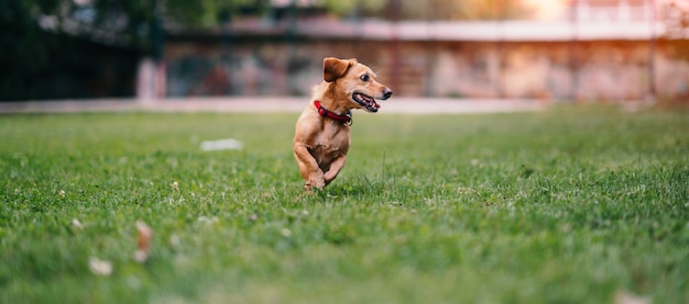 Brown dog running on the grass