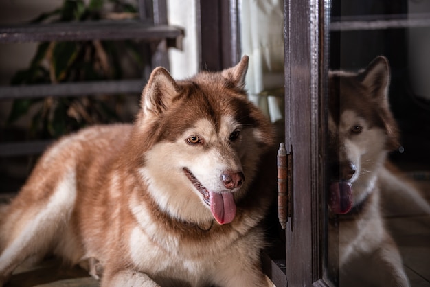 Brown dog siberian husky