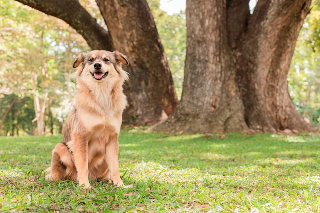 庭に座っている茶色の犬