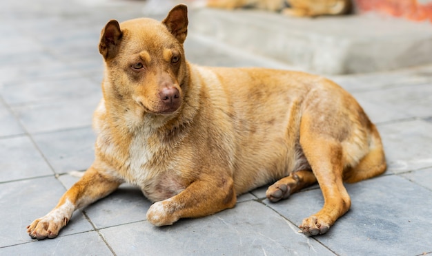 周りのすべてを見ている歩道に座っている茶色の犬