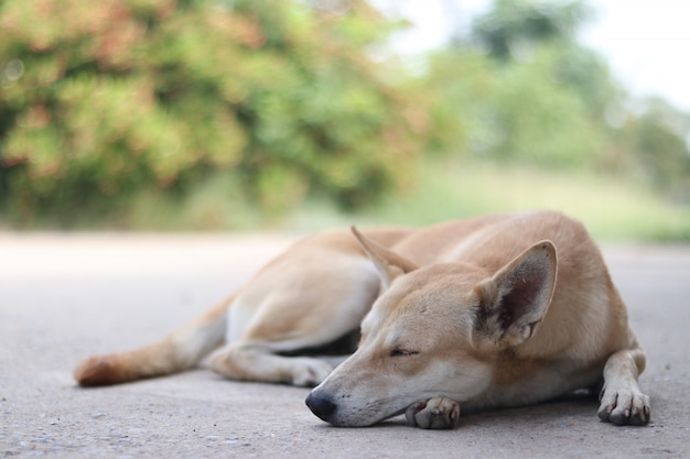 地面に寝ている茶色の犬