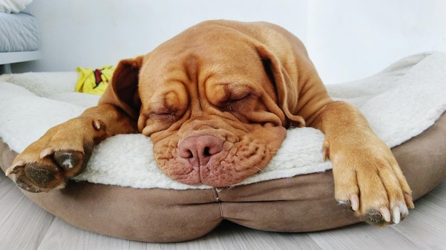 Brown dog sleeping in pet bed at home