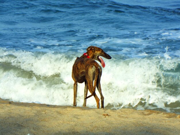 Foto cane marrone in piedi davanti alle onde del mare sulla spiaggia