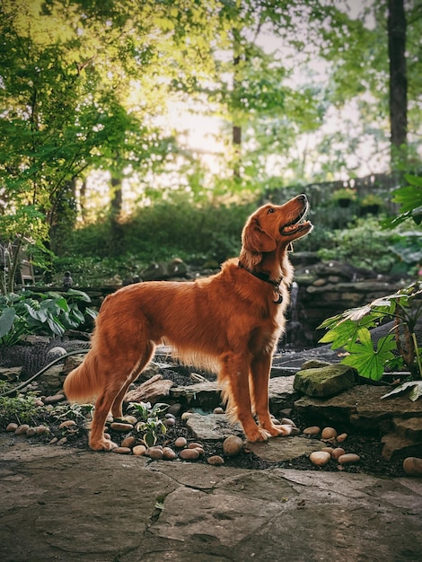 Photo brown dog standing on land