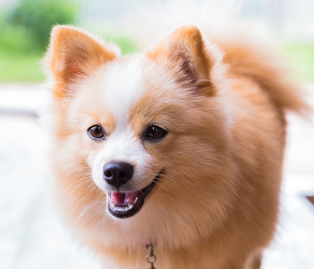 茶色の犬は立っている。