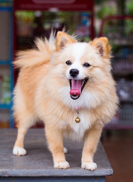 茶色の犬は立っている。