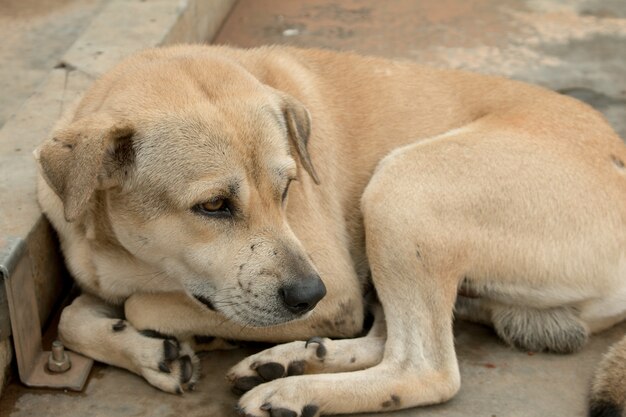 Brown dog stay on walking floor in Thailand country.