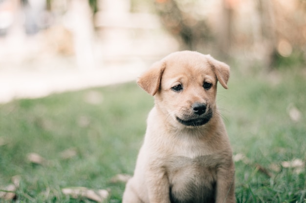 Brown dog waitting