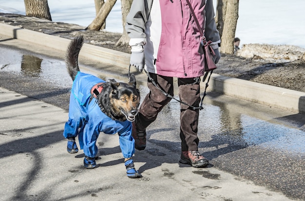 青いオーバーオールとブーツを着て、公園を散歩する茶色の犬。