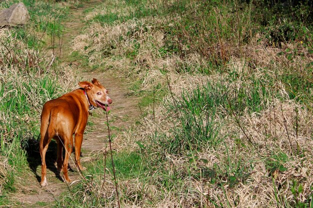 Фото Коричневая собака ходит по полю, оглядываясь назад.