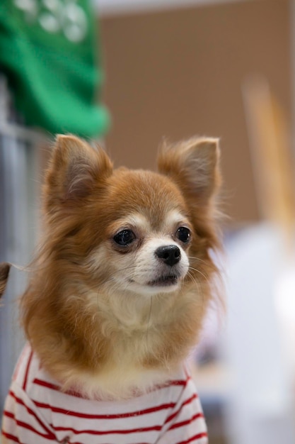 Un cane marrone che indossa una maglietta a righe rosse