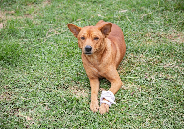 包帯で負傷した脚を持つ茶色の犬